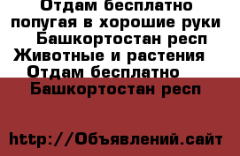 Отдам бесплатно попугая в хорошие руки. - Башкортостан респ. Животные и растения » Отдам бесплатно   . Башкортостан респ.